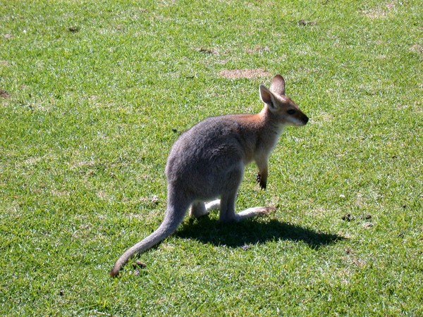 Wallaby